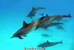 dolphins by Andre Philip 